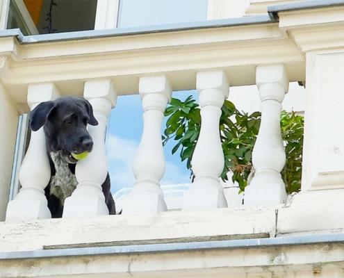 Booba on the balcony with his tennis ball