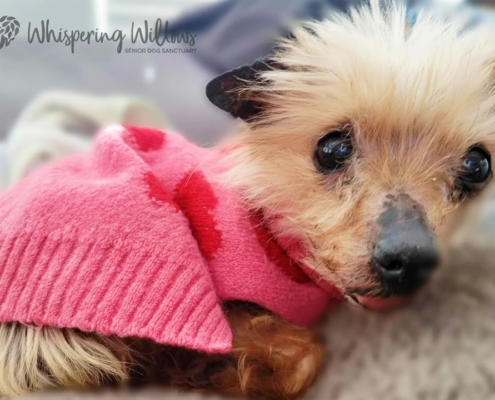 Whispering Willows Senior Dog Sanctuary