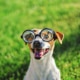 Eyesight of dogs explained