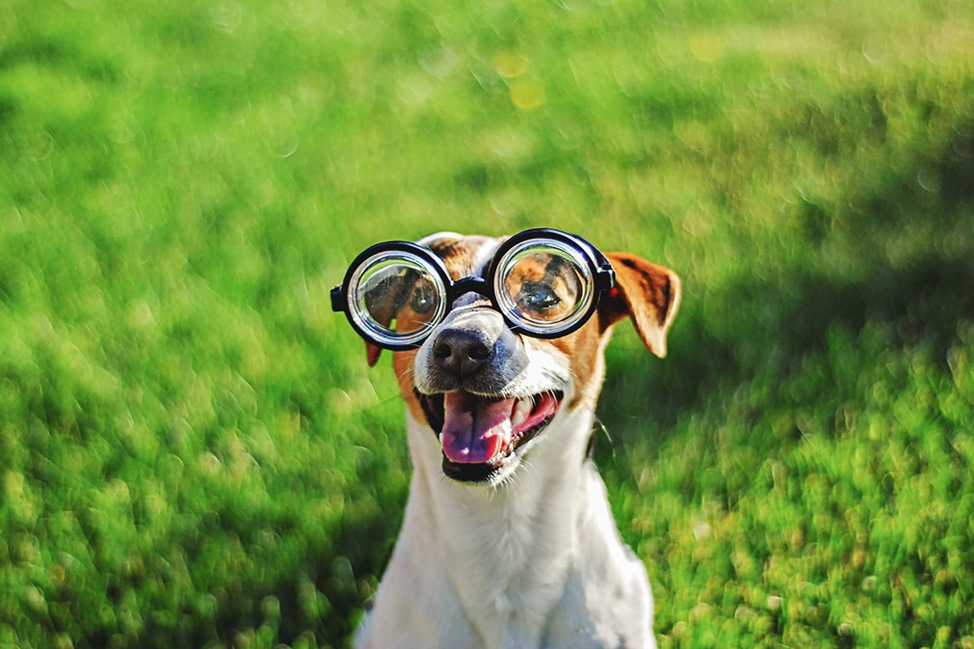 Eyesight of dogs explained