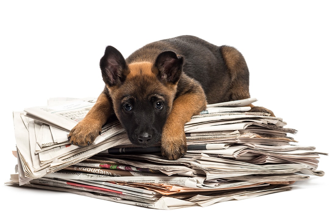 How the press can influence dog owners behaviour