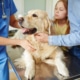 Common illness in dogs
