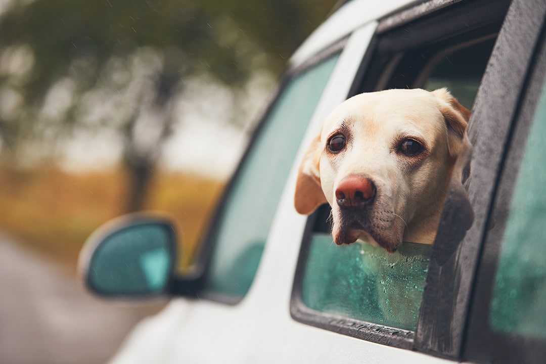 Canine behaviour in cars