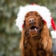 Happy Christmas with your dog