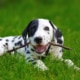Dalmatian dog training