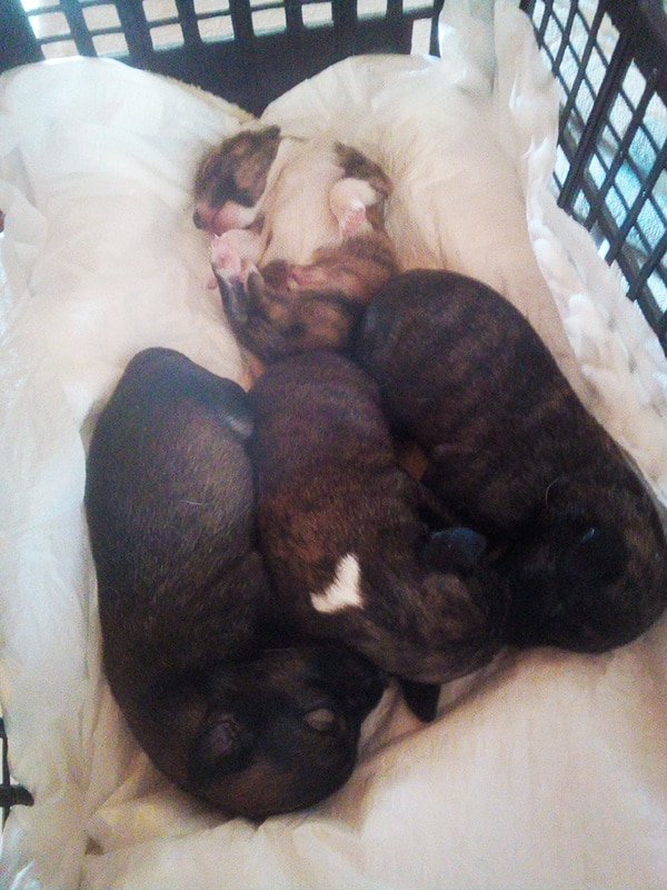 5 day old puppies