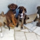 Four puppies group pic