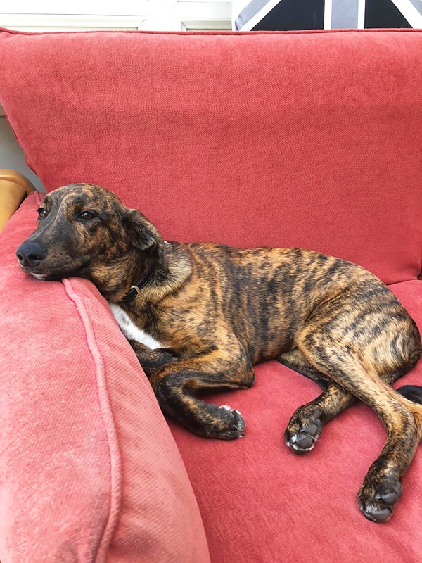 Tommy on the family sofa