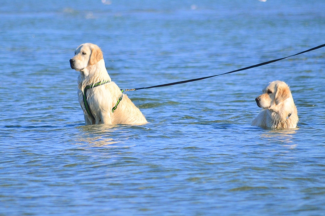 Two Golden Retrievers in a lake