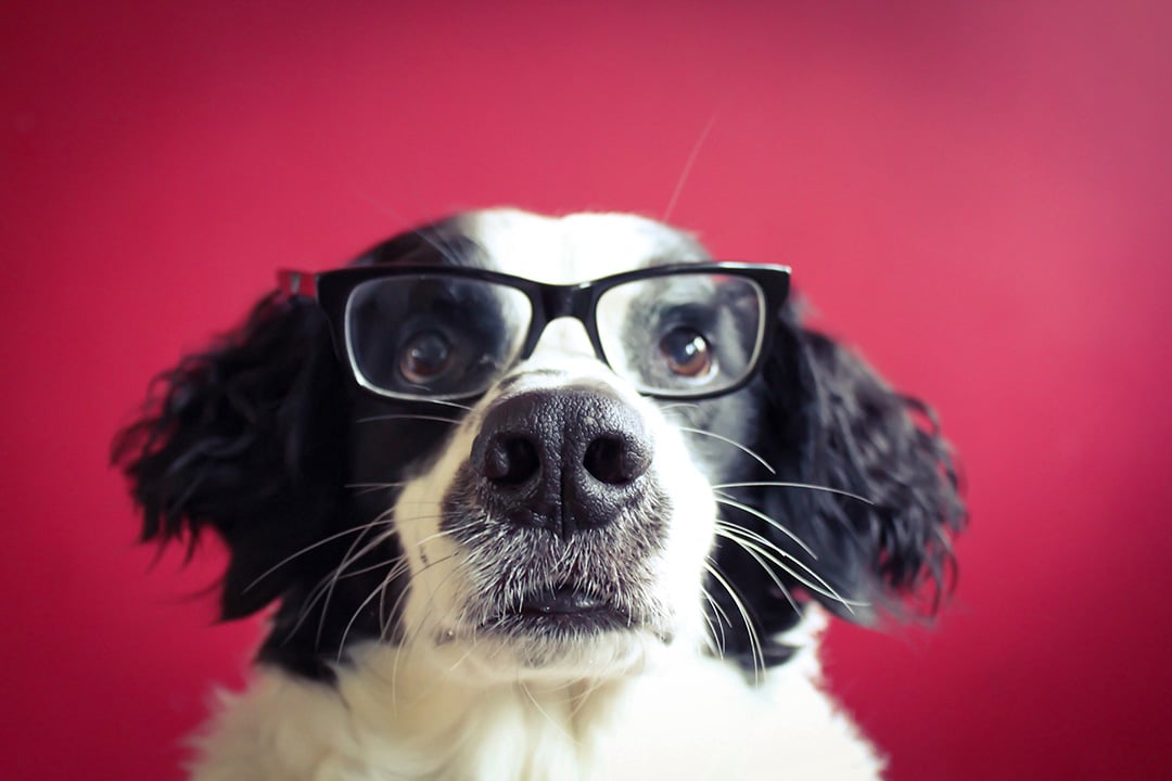 How intelligent is your dog?