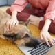 Trainining your dog to be social