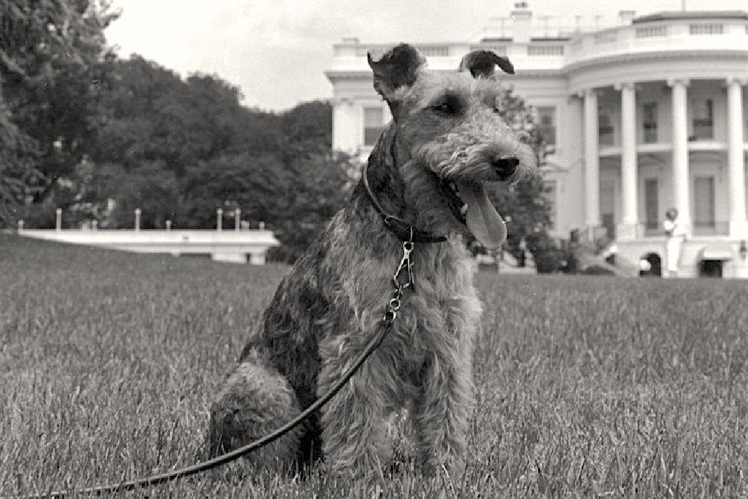 Charlie, the dog belonging to JFK