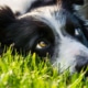 Using a border collie for protection