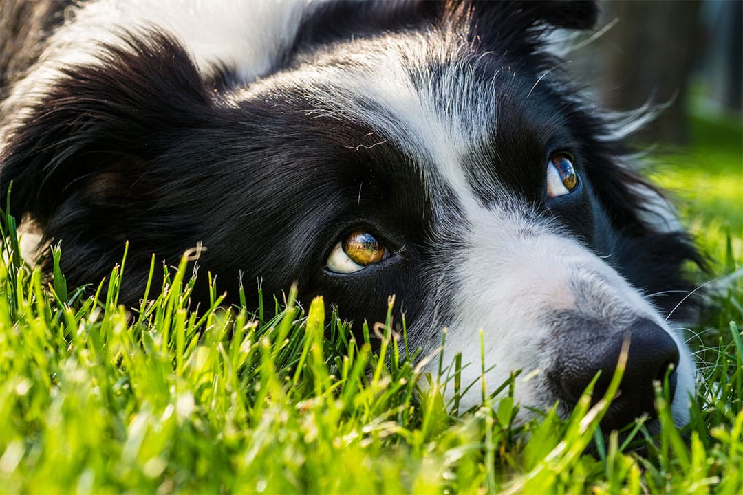 Using a border collie for protection