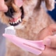 Vet brushing the teeth of a dog