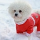 Bichon Frise dog in the snow