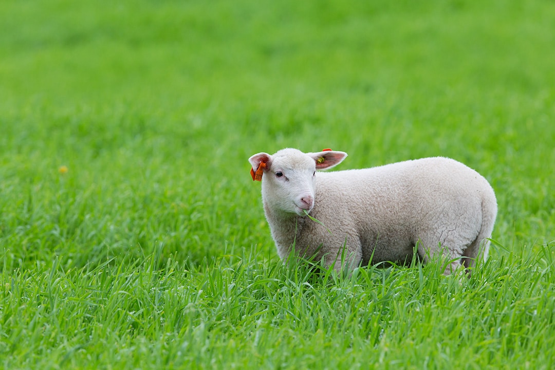 Cornish lamb raised by sheepdogs