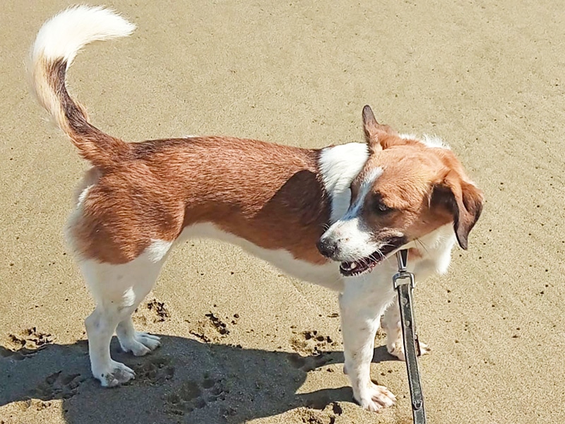 A rescue dog in Crete