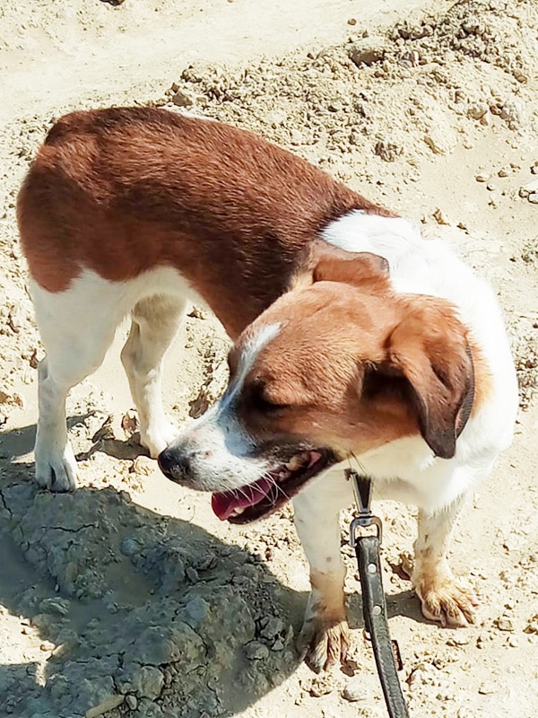 Recuse dog on the beach