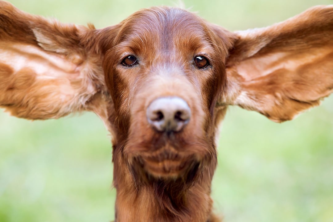 Hearing ability of dogs