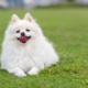 White Pomeranian dog smiling