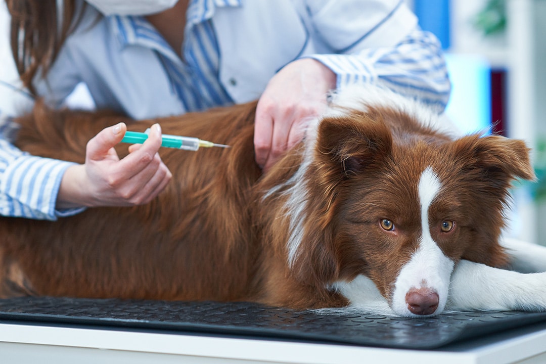 The vaccination and boosters for dogs