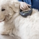 Use of microchips in dogs