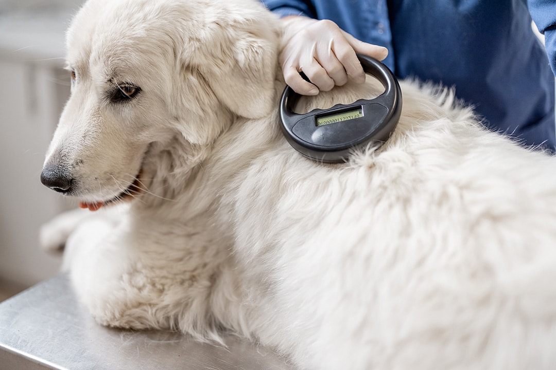 Use of microchips in dogs