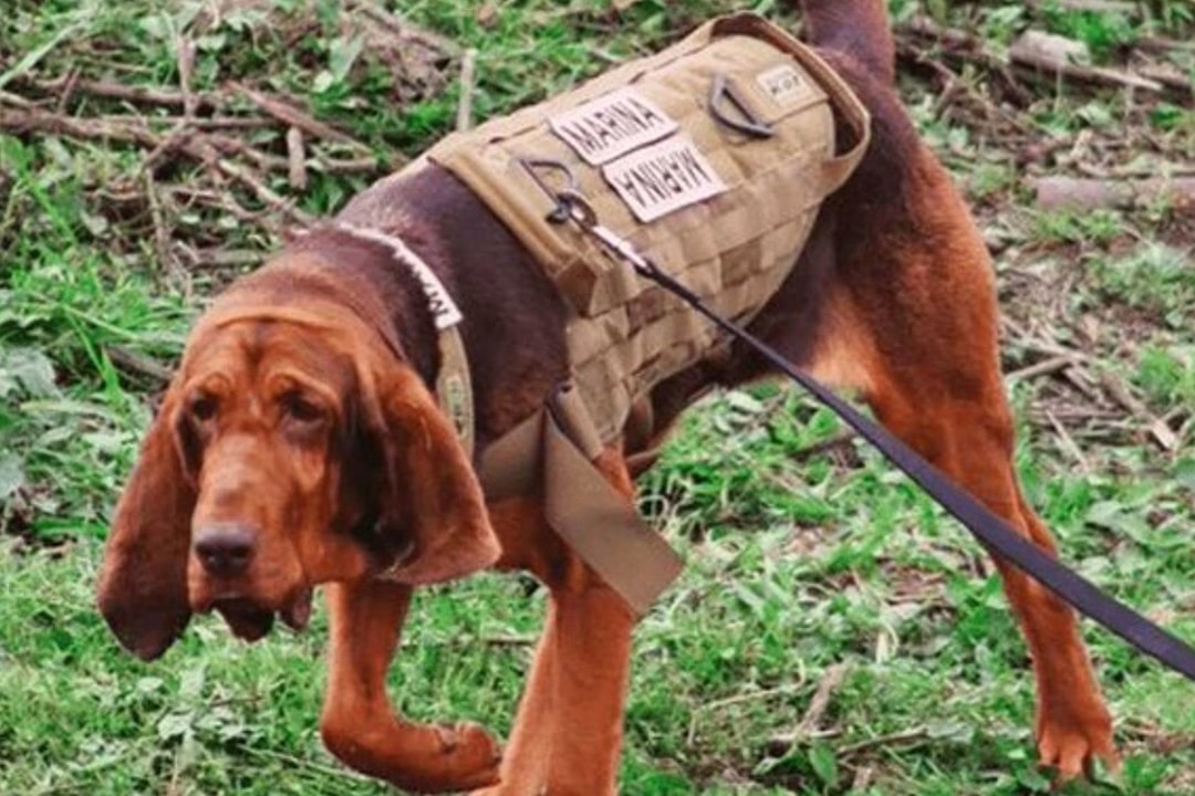Max the Mexican Marines tracker dog