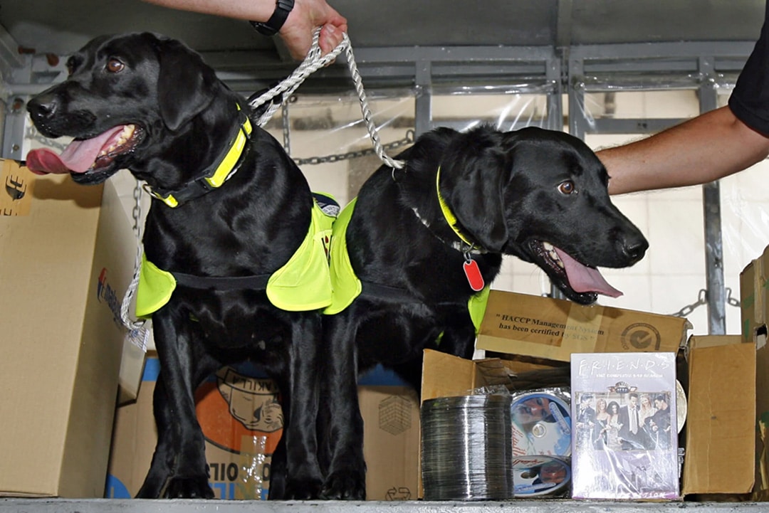 Lucky and Flo Malaysian sniffer dogs