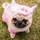 Pig disguised as a dog