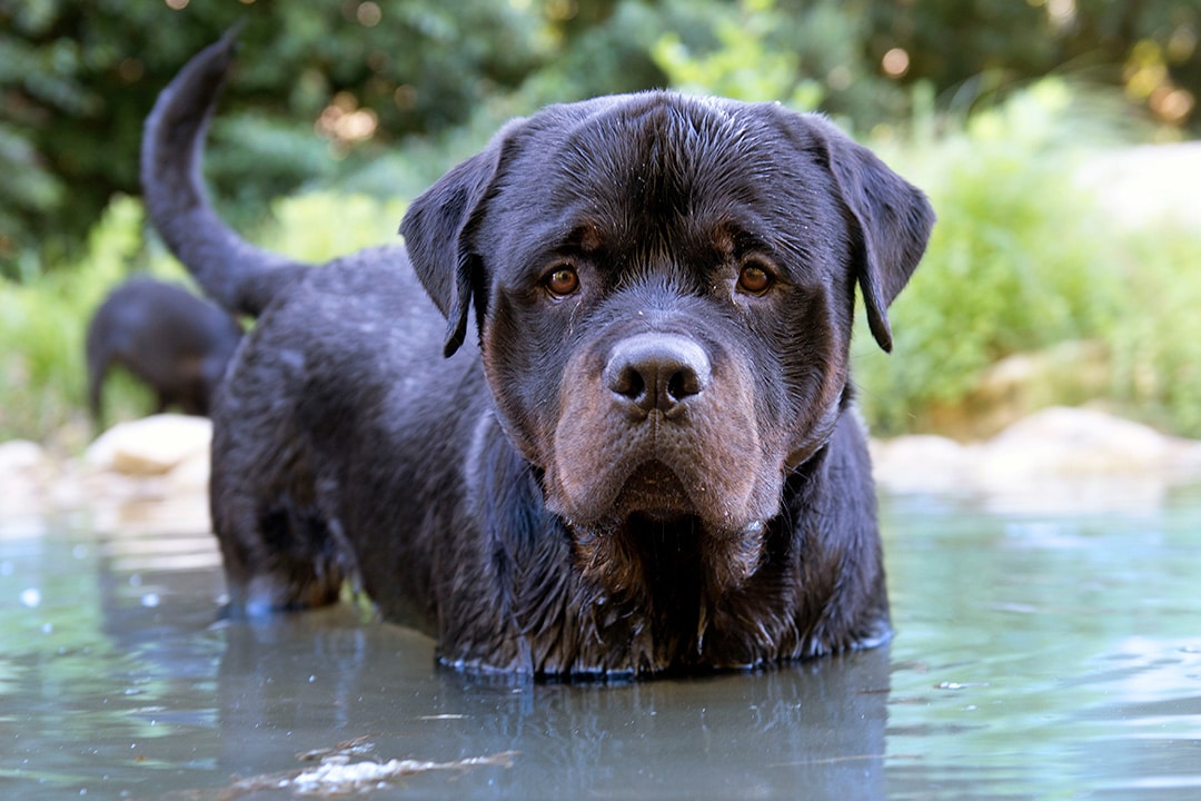 Rottweiler swimming in a large pond
