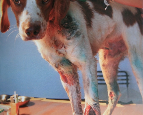 Dog with badly injured legs