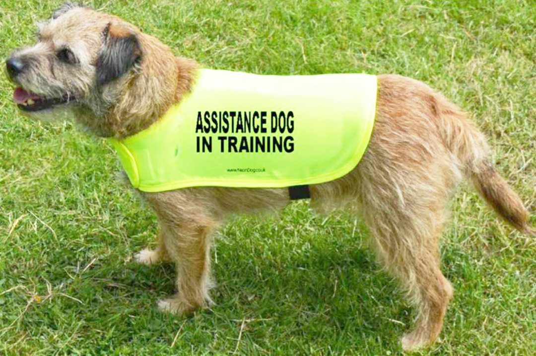 Special Assistance dog