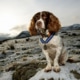 Max the Miracle Springer Spaniel