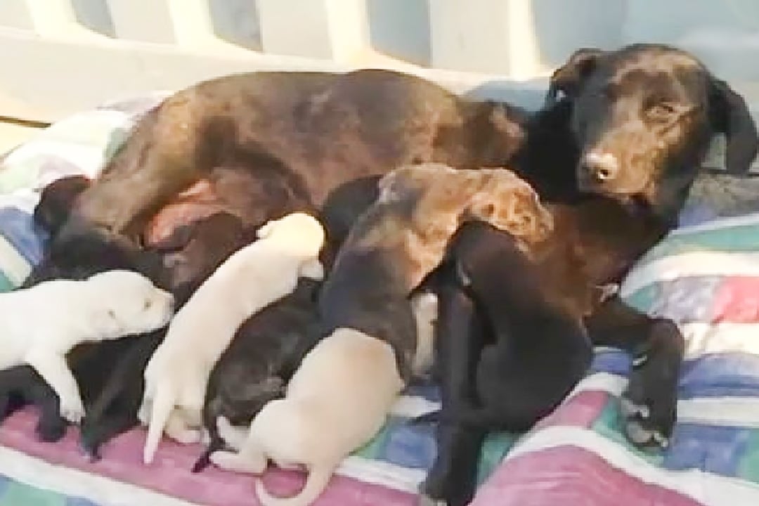 La Negrita and her puppies