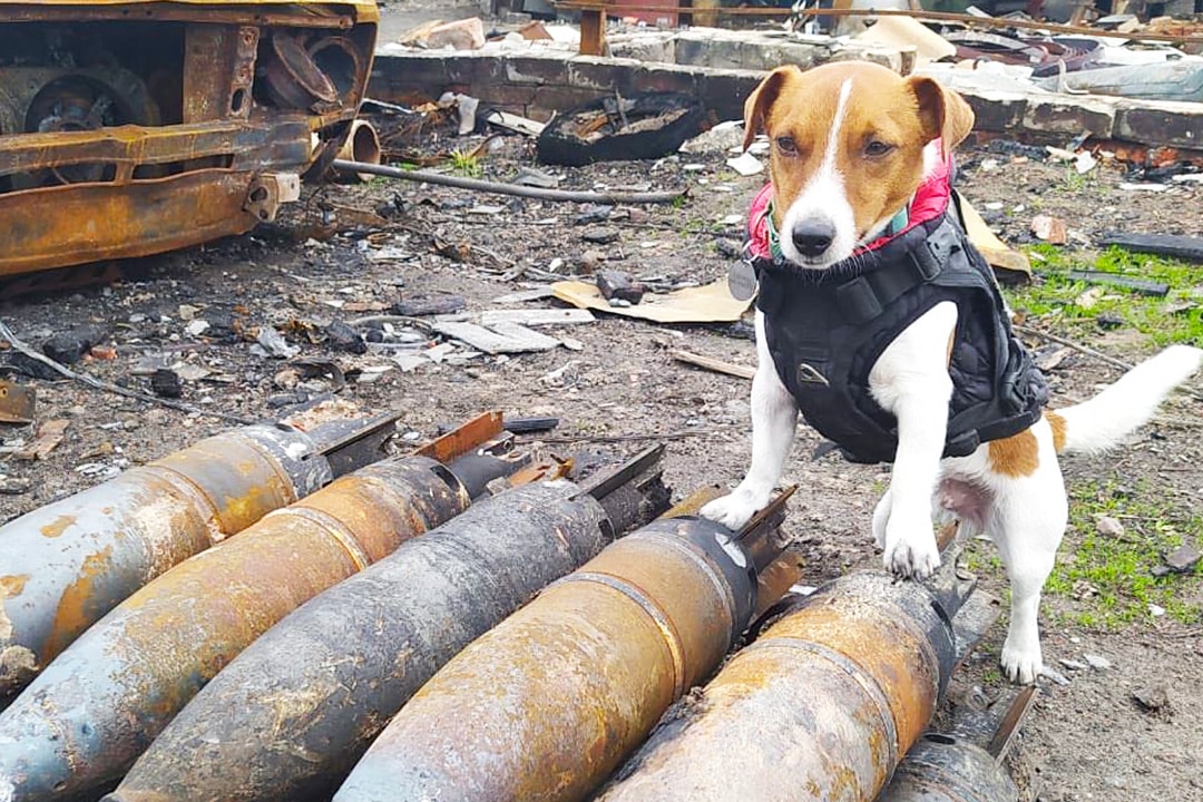 Patron the unexploded bomb detector dog in Ukraine