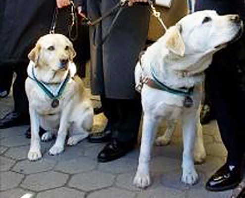 The two guide dogs, Salty and Roselle