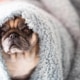 Lazy pug dog under a blanket