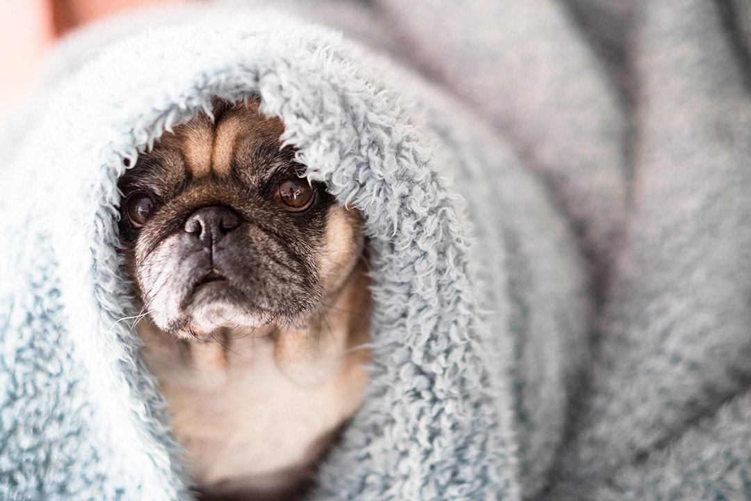 Lazy pug dog under a blanket