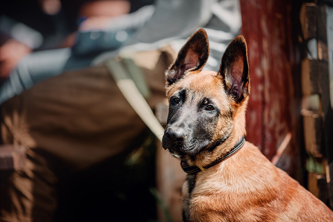 Should we reconsider the use of military dogs