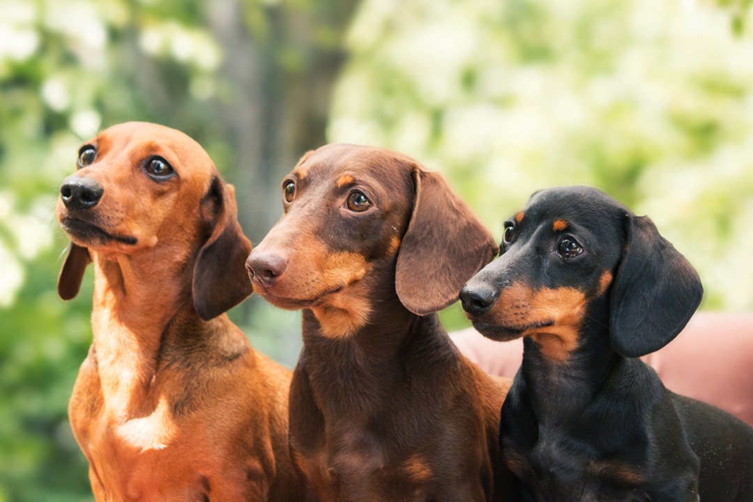 The three dachshunds on a sofa