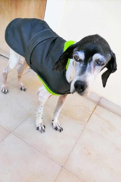 A rescued dog in Crete