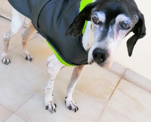 A rescued dog in Crete