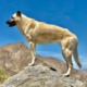 Anatolian Shepherd Dog protecting wildlife in Africa