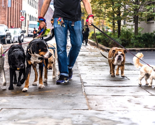 How to find and choose a dog walker