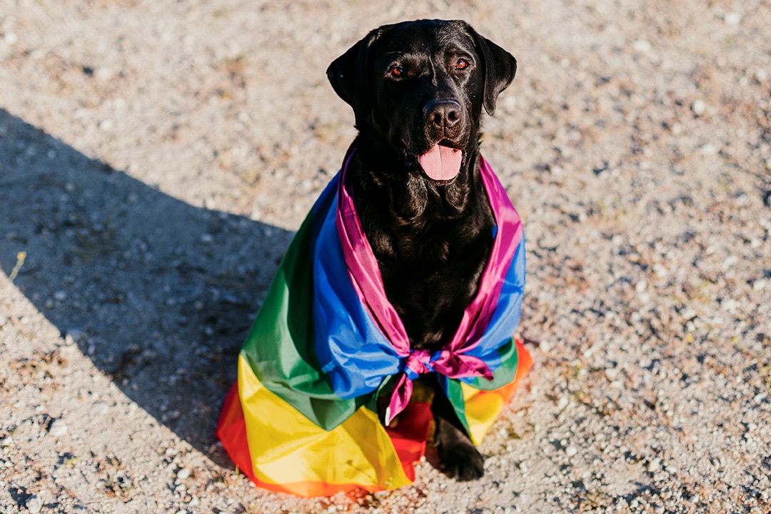 A gay labrador in a rainbow flag
