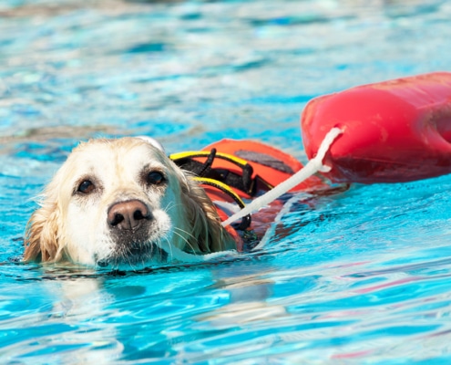 Golden Retriever lifeguard in swimming pool
